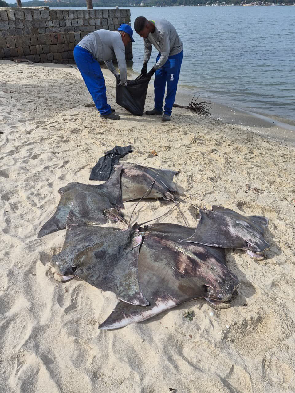 Arraias são encontradas mortas em praia de Itaguaí; suspeita é de pesca irregular