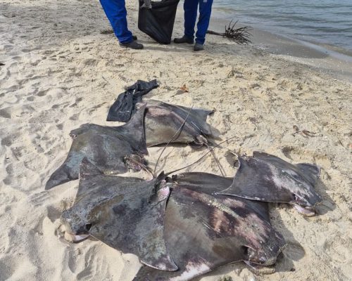 Arraias são encontradas mortas em praia de Itaguaí; suspeita é de pesca irregular