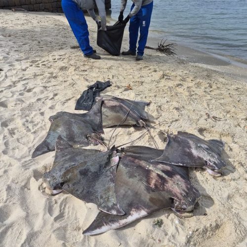 Arraias são encontradas mortas em praia de Itaguaí; suspeita é de pesca irregular