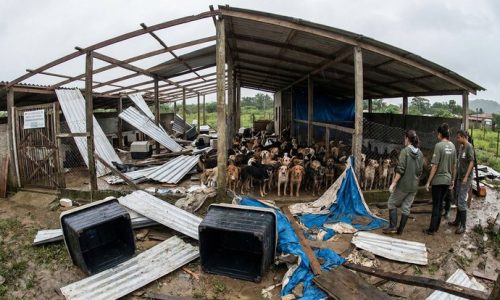 Ventania destrói parte de ONG em Itaguaí e deixa cerca de 100 cães desabrigados