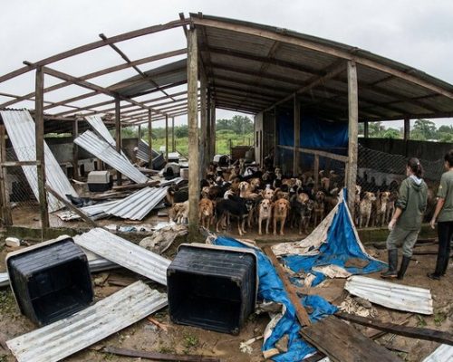 Ventania destrói parte de ONG em Itaguaí e deixa cerca de 100 cães desabrigados