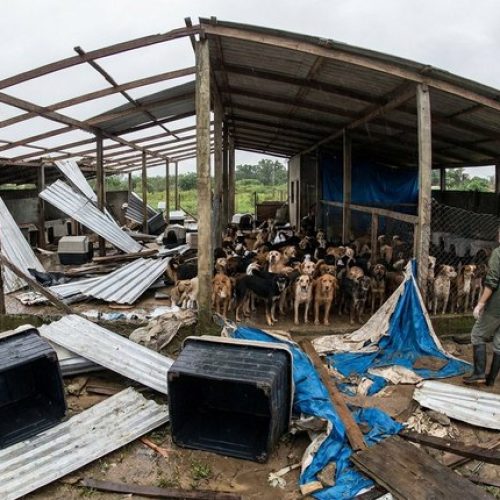 Ventania destrói parte de ONG em Itaguaí e deixa cerca de 100 cães desabrigados