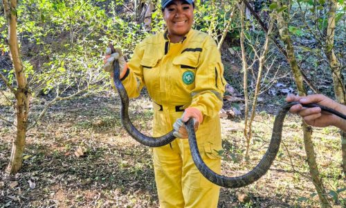Cobra de cerca de dois metros é resgatada na PUC de Nova Iguaçu e devolvida à natureza
