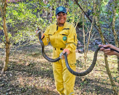 Cobra de cerca de dois metros é resgatada na PUC de Nova Iguaçu e devolvida à natureza