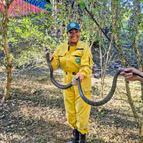 Cobra de cerca de dois metros é resgatada na PUC de Nova Iguaçu e devolvida à natureza