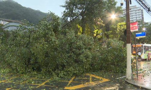 CHUVA FORTE ATINGE O RIO NESTE SÁBADO; ÁRVORE CAI EM BOTAFOGO