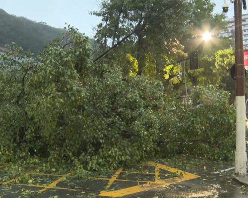 CHUVA FORTE ATINGE O RIO NESTE SÁBADO; ÁRVORE CAI EM BOTAFOGO