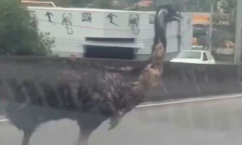 Emu surpreende motoristas ao correr entre veículos em viaduto de Campo Grande; veja o vídeo