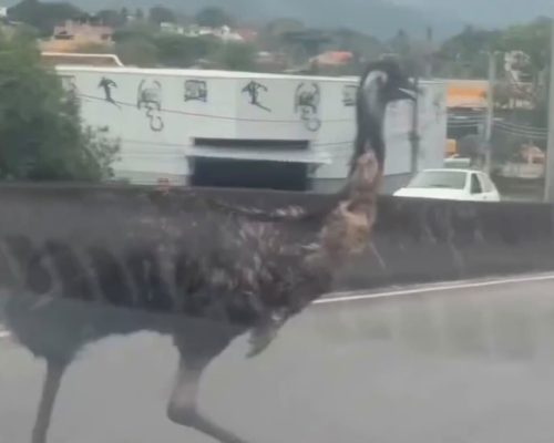 Emu surpreende motoristas ao correr entre veículos em viaduto de Campo Grande; veja o vídeo