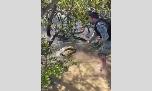 JACARÉ É RESGATADO EM ÁREA DE BANHISTAS NA ILHA DO JAPONÊS, EM CABO FRIO