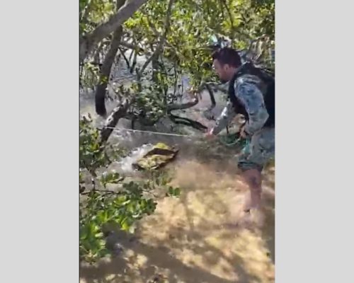 JACARÉ É RESGATADO EM ÁREA DE BANHISTAS NA ILHA DO JAPONÊS, EM CABO FRIO